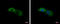 Aldehyde Dehydrogenase 7 Family Member A1 antibody, GTX103593, GeneTex, Immunofluorescence image 