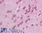 Gap Junction Protein Beta 3 antibody, LS-B4234, Lifespan Biosciences, Immunohistochemistry frozen image 