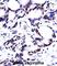 Heterogeneous Nuclear Ribonucleoprotein M antibody, abx027736, Abbexa, Western Blot image 