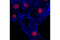 Beta-Actin antibody, 8584S, Cell Signaling Technology, Immunocytochemistry image 