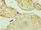 O-Linked N-Acetylglucosamine (GlcNAc) Transferase antibody, orb243357, Biorbyt, Immunohistochemistry paraffin image 