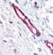 Plexin Domain Containing 1 antibody, GTX13667, GeneTex, Immunohistochemistry paraffin image 