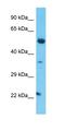 Transcription Elongation Factor A Like 5 antibody, orb325596, Biorbyt, Western Blot image 