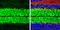 Solute Carrier Family 1 Member 3 antibody, GTX134059, GeneTex, Immunohistochemistry frozen image 