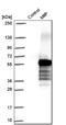 Migration and invasion-inhibitory protein antibody, NBP1-87394, Novus Biologicals, Western Blot image 