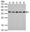 Peroxisomal Biogenesis Factor 19 antibody, NBP2-43757, Novus Biologicals, Western Blot image 
