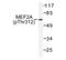 Myocyte Enhancer Factor 2A antibody, AP01632PU-N, Origene, Western Blot image 