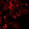 Enhancer Of Zeste 1 Polycomb Repressive Complex 2 Subunit antibody, A02494, Boster Biological Technology, Immunofluorescence image 