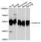 TACO antibody, STJ111647, St John