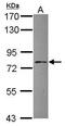 Adaptor Protein, Phosphotyrosine Interacting With PH Domain And Leucine Zipper 1 antibody, PA5-30501, Invitrogen Antibodies, Western Blot image 