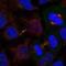 Dishevelled Segment Polarity Protein 3 antibody, HPA058265, Atlas Antibodies, Immunofluorescence image 
