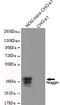 Noggin antibody, MBS475073, MyBioSource, Western Blot image 