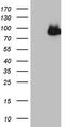  antibody, CF806030, Origene, Western Blot image 