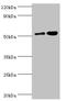 Dipeptidyl Peptidase 7 antibody, orb353664, Biorbyt, Western Blot image 