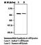 Mitogen-Activated Protein Kinase Kinase Kinase Kinase 1 antibody, orb95158, Biorbyt, Western Blot image 