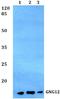 G Protein Subunit Gamma 12 antibody, A10424, Boster Biological Technology, Western Blot image 