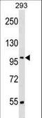 Serrate, RNA Effector Molecule antibody, LS-C157094, Lifespan Biosciences, Western Blot image 