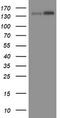 TATA-Box Binding Protein Associated Factor 2 antibody, M08375, Boster Biological Technology, Western Blot image 