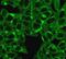 Beta-2-Microglobulin antibody, GTX34436, GeneTex, Immunofluorescence image 