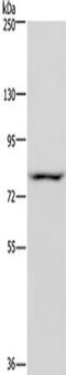 NOC2 Like Nucleolar Associated Transcriptional Repressor antibody, TA350233, Origene, Western Blot image 