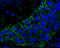AXL Receptor Tyrosine Kinase antibody, GTX129407, GeneTex, Immunohistochemistry paraffin image 