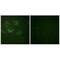 Claudin 3 antibody, A04393, Boster Biological Technology, Immunofluorescence image 