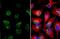Lamin A/C antibody, NBP2-19324, Novus Biologicals, Immunocytochemistry image 