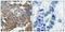 SRC-1 antibody, LS-C199601, Lifespan Biosciences, Immunohistochemistry paraffin image 