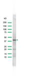 Wnt Family Member 1 antibody, PA5-32641, Invitrogen Antibodies, Western Blot image 