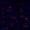 TNF Receptor Superfamily Member 4 antibody, NBP2-76421, Novus Biologicals, Immunofluorescence image 