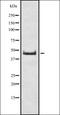 Double Homeobox 4 antibody, orb337215, Biorbyt, Western Blot image 