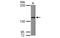 Leucine Rich Pentatricopeptide Repeat Containing antibody, MBS835196, MyBioSource, Western Blot image 