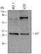 Cyclin Dependent Kinase Inhibitor 1B antibody, AF2256, R&D Systems, Western Blot image 