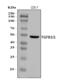 Transforming Growth Factor Beta 1 Induced Transcript 1 antibody, A04630-2, Boster Biological Technology, Western Blot image 