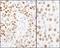 Minichromosome Maintenance Complex Component 2 antibody, NB100-639, Novus Biologicals, Immunohistochemistry frozen image 