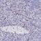 CD7 Molecule antibody, NBP2-38440, Novus Biologicals, Immunohistochemistry paraffin image 