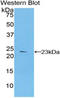 Fibrillin 1 antibody, LS-C299267, Lifespan Biosciences, Western Blot image 