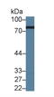 Cytochrome P450 Oxidoreductase antibody, LS-C373120, Lifespan Biosciences, Western Blot image 