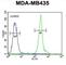 CD63 Molecule antibody, abx032480, Abbexa, Western Blot image 