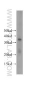 Transcription Elongation Factor A1 antibody, 17825-1-AP, Proteintech Group, Western Blot image 