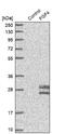 Fibroblast Growth Factor 4 antibody, NBP1-83291, Novus Biologicals, Western Blot image 
