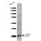 Receptor expression-enhancing protein 1 antibody, LS-C775930, Lifespan Biosciences, Western Blot image 