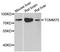 Translocase Of Outer Mitochondrial Membrane 70 antibody, A4349, ABclonal Technology, Western Blot image 