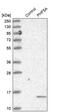 PHD finger-like domain-containing protein 5A antibody, PA5-56004, Invitrogen Antibodies, Western Blot image 