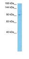 Pleckstrin Homology And RUN Domain Containing M2 antibody, orb327359, Biorbyt, Western Blot image 