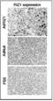 PR/SET Domain 2 antibody, PA1-31782, Invitrogen Antibodies, Immunohistochemistry paraffin image 