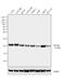 HRas Proto-Oncogene, GTPase antibody, MA1-012X, Invitrogen Antibodies, Western Blot image 