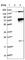 TRAF3 Interacting Protein 2 antibody, HPA036352, Atlas Antibodies, Western Blot image 