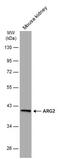 Arginase 2 antibody, MA5-27815, Invitrogen Antibodies, Western Blot image 