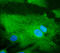 RAB32, Member RAS Oncogene Family antibody, LS-C204248, Lifespan Biosciences, Immunofluorescence image 